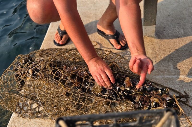mussels net 2